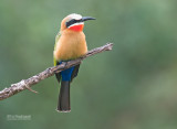 Witkapbijeneter - White-fronted Bee-eater - Merops bullockoides