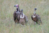 Lapped-faced Vulture  - Ruppells Griffon Vulture - White-backed Vulture