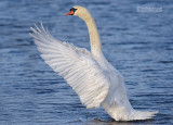 Knobbelzwaan - Mute swan - Cygnus olor