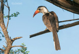 Roodsnaveltok - Northern Red-billed Hornbill - Tockus erythrorhynchus 