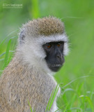 Groene meerkat - Black-Faced Vervet Monkey - Chlorocebus pygerythrus 