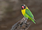 Zwartmaskeragapornis - Yellow-collared Lovebird - Agapornis personatus