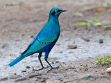 Groenstaartglansspreeuw - Greater Blue Starling - Lamprotornis chalybaeus