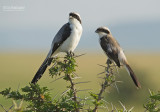 Grijsrug-klapekster - Grey-backed Fiscal - Lanius excubitoroides