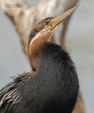 Afrikaanse Slanghalsvogel - African Darter - Anhinga rufa