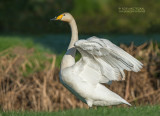 Wilde zwaan - Whooper swan - Cygnus cygnus