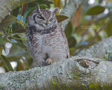 Afrikaanse Oehoe - Spotted Eagle-Owl - Bubo africanus africanu