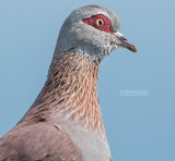 Guineaduif - Speckled Pigeon - Columba guinea