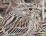 Witkopgors - Pine Bunting - Emberiza leucocephalos leucocephalos