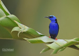 Blauwe suikervogel - Red-legged Honeycreeper - Cyanerpes cyaneus