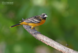 Baltimoretroepiaal - Baltimore Oriole - Icterus galbula