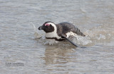 Zwartvoetpingun - Jackass Penguin - Spheniscus demersus