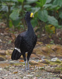 Bruine Hokko - Great Curassow - Crax rubra