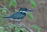 Amazoneijsvogel  - Amazon Kingfisher - Chloroceryle amazona