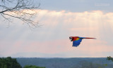 Geelvleugelara - Scarlet Macaw - Ara macao