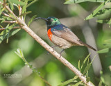 Grote Kraaghoningzuiger - Greater Double-collared Sunbird - Cinnyris afe