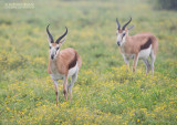 Springbok - Springbok antelope - Antidorcas marsupialis