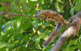 Grote gevlekte boomeekhoorn - Variegated Squirrel - Sciurus variegatoides