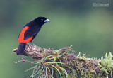 Roodrugtangare - Scarlet-rumped Tanager - Ramphocelus passerinii passerinii