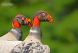 Koningsgier - King Vulture - Sarcroramphus papa