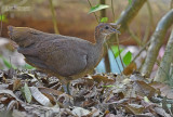 Grote tinamoe - Great Tinamou - Tinamus major fuscipennis