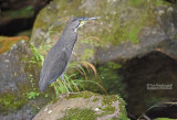 Gestreepte Tijgerroerdomp  - Fasciated Tiger-Heron - Tigrisoma fasciatum salmoni 