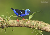 Blauwe suikervogel - Red-legged Honeycreeper - Cyanerpes cyaneus