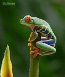 Roodoogmakikikker - Red-eyed Tree Frog - Agalychnis callidryas