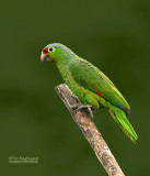 Geelwangamazone Papegaai - Red-lored Parrot - Amazona autumnalis salvini