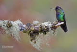 Irazu-kolibrie - Fiery-Throated Hummingbird - Panterpe insignis