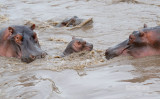 Nijlpaard - Hippopotamus - Hippopotamus amphibius
