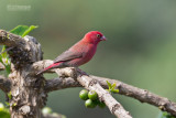 Roodsnavelvuurvink - Red-billed firefinch - Lagonosticta senegala