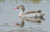 Kaapse taling - Cape Teal - Anas capensis