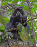 Diadeemmeerkat - Blue monkey - Cercopithecus mitis
