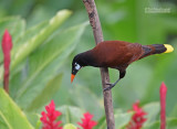 Montezumaoropendola - Montezuma Oropendola - Psarocolius montezuma