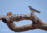 Mangrovezwaluw - Mangrove Swallow - Tachycineta albilinea