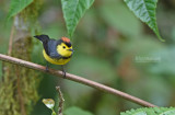 Halsbandzanger - Collared Redstart - Myioborus torquatus