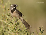 Zwartkeelgors - Black-throated Sparrow - Amphispiza bilineata opuntia