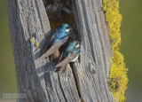 Boomzwaluw - Tree Swallow - Tachycineta bicolor