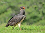 Koningsgier - King Vulture - Sarcroramphus papa 