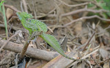 Kroonbasilisk - Green Basilisk - Basiliscus plumifrons