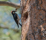 Eikelspecht - Acorn Woodpecker - Melanerpes formicivorus