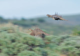 Waaierhoen - Greater Sage-Grouse - Centrocercus urophasianus