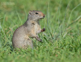 Uintagrondeekhoorn - Uinta ground squirrel - Urocitellus armatus