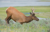 Rocky Mountain Wapiti - Rocky Mountain Elk - Cervus Canadensis nelsoni