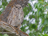 Amerikaanse Oehoe - Great Horned Owl - Bubo virginianus subarcticus