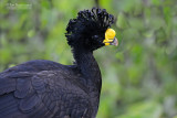 Bruine Hokko - Great Curassow - Crax rubra