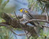Audubons Zanger - Audubons Warbler - Setophaga auduboni auduboni