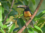Halsbandarassari - Collared Aracari - Pteroglossus torquatus