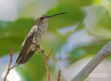 Zwartkinkolibrie - Black-chinned Hummingbird - Archilochus alexandri
